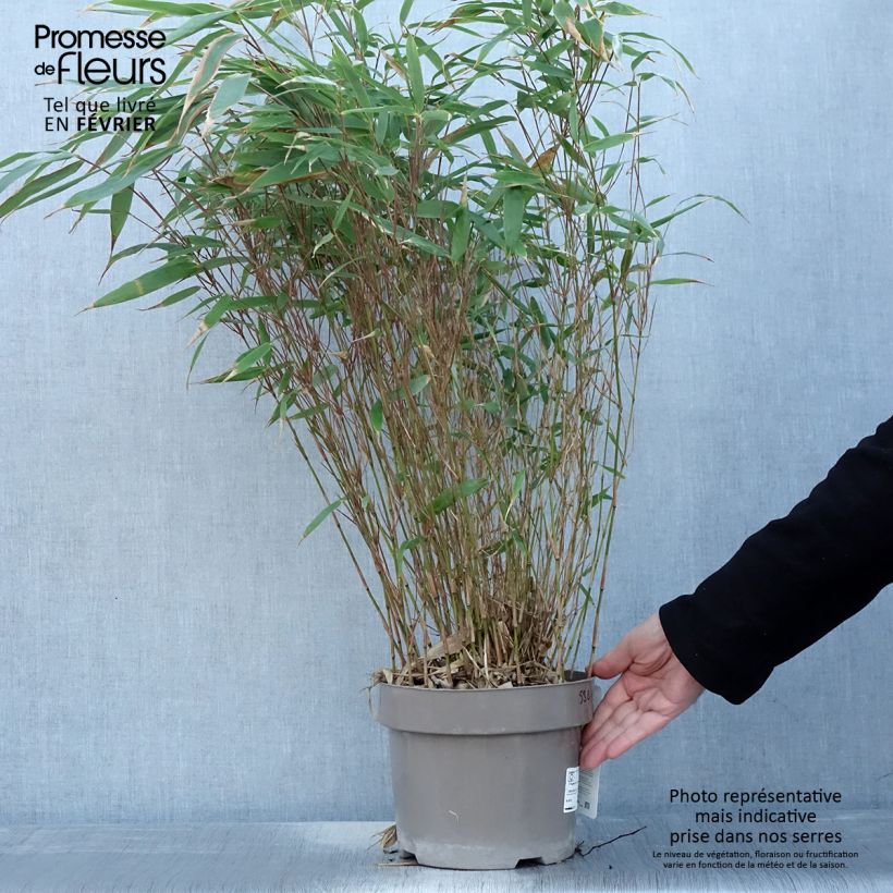 Example of Fargesia robusta Formidable - Schuttingbamboe Pot van 4 l/5 l as you get in hiver