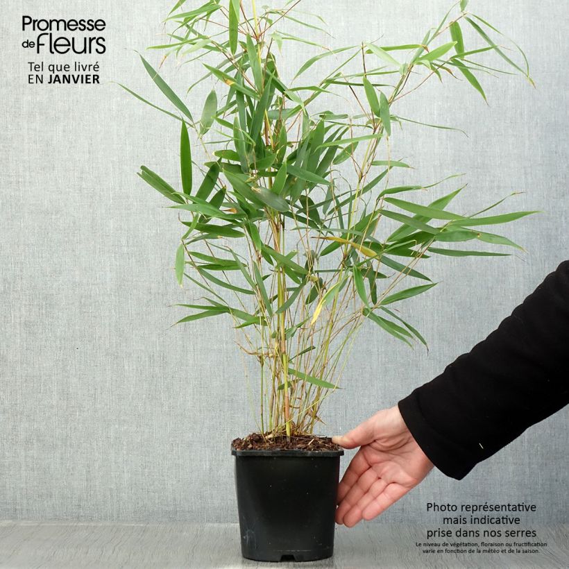 Example of Fargesia robusta Pingwu - Schuttingbamboe Pot van 2 l/3 l as you get in hiver