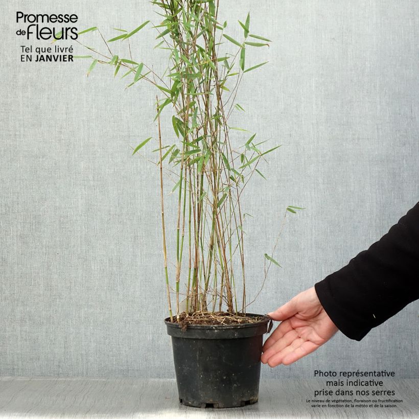 Example of Fargesia sp Jiuzhaigou Deep Purple - Bambou non traçant. Pot van 2 l/3 l as you get in hiver