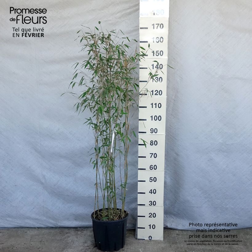 Example of Fargesia Viking - Bambou non traçant Pot van 12 l/15 l as you get in hiver