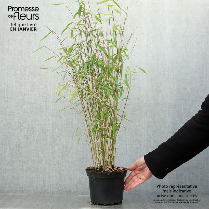 Example of Fargesia Winter Joy - Bambou non traçant Pot van 2 l/3 l as you get in hiver