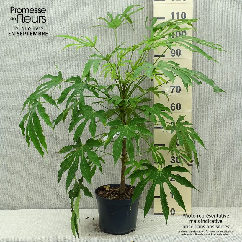 Exemplaar van Fatsia polycarpa Green Fingers - Fatsia de Taiwan Pot van 6 l/7 l zoals geleverd in de herfst