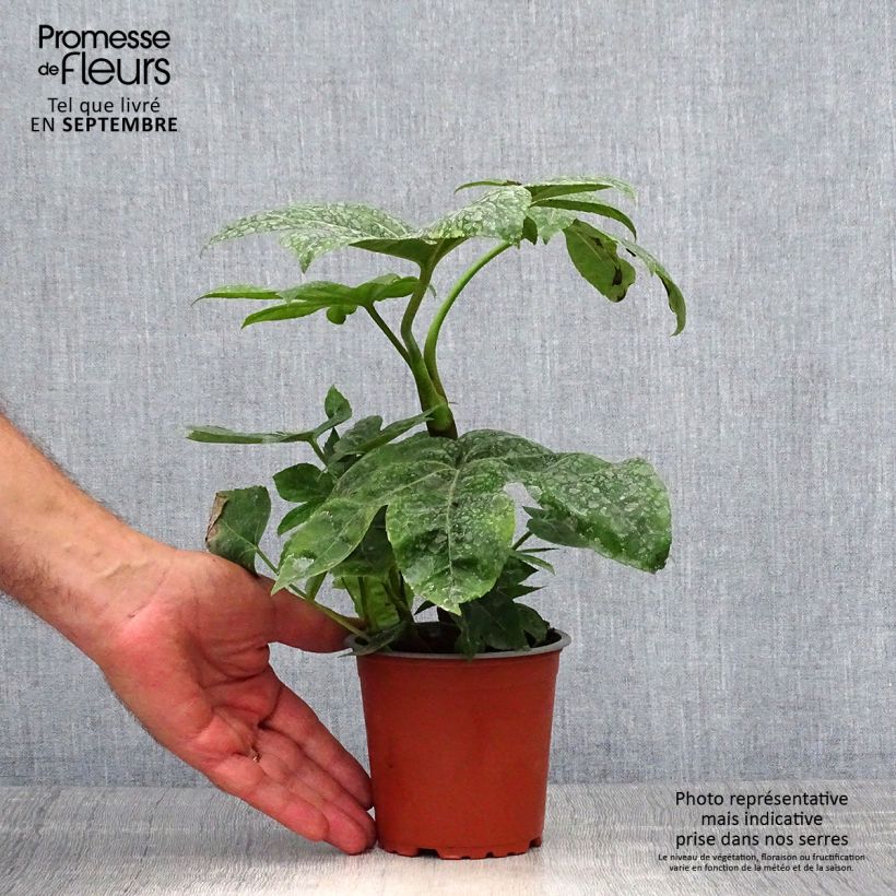 Exemplaar van Fatsia japonica - Vingerplant Kweekpotje van 8/9 cm zoals geleverd in de herfst
