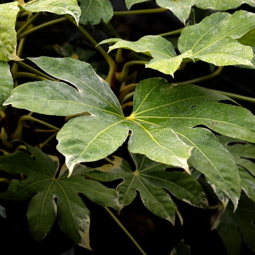 Fatsia japonica Variegata - Vingerplant (Foliage)