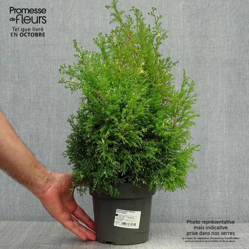 Exemplaar van Chamaecyparis obtusa Saffron Spray - Hinoki cipres Pot van 2 l/3 l zoals geleverd in de herfst