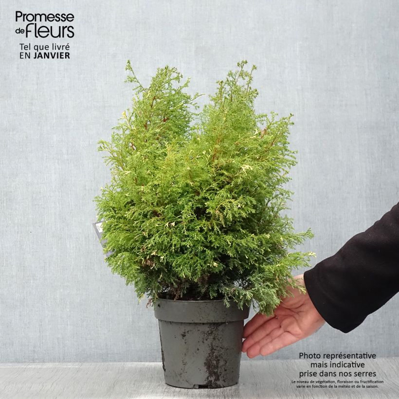 Example of Faux cyprès du Japon - Chamaecyparis obtusa Saffron Spray -               Pot van 2 l/3 l as you get in hiver