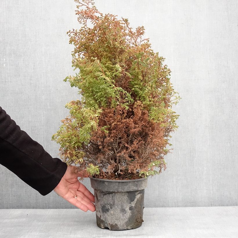 Example of Faux cyprès du Japon - Chamaecyparis obtusa Snowflake Pot van 2 l/3 l as you get in hiver