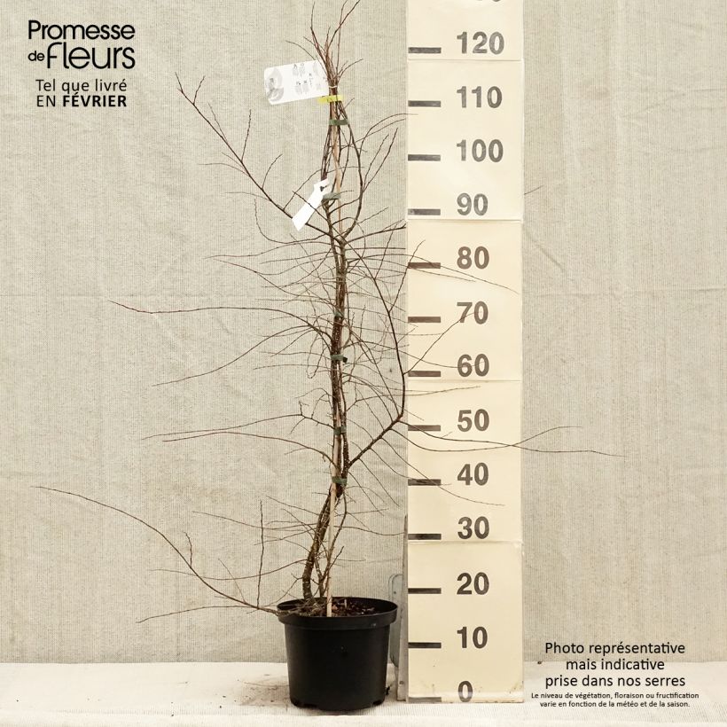 Example of Nothofagus antarctica - Antarctische beuk Pot van 4 l/5 l as you get in hiver