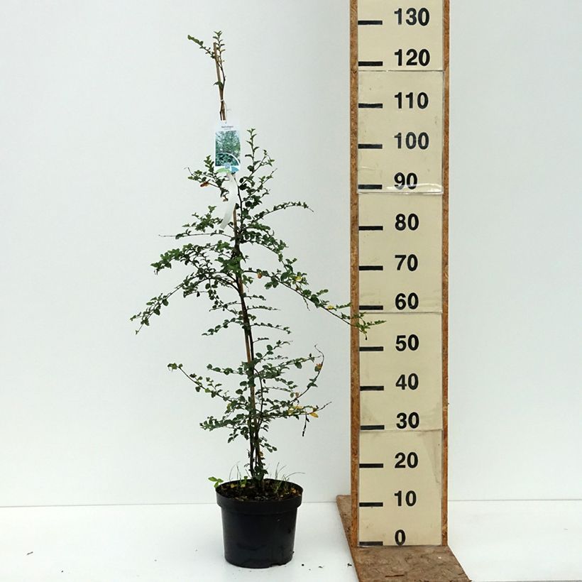 Exemplaar van Faux Hêtre austral - Nothofagus antarctica Pot de 4L/5L zoals geleverd in de zomer