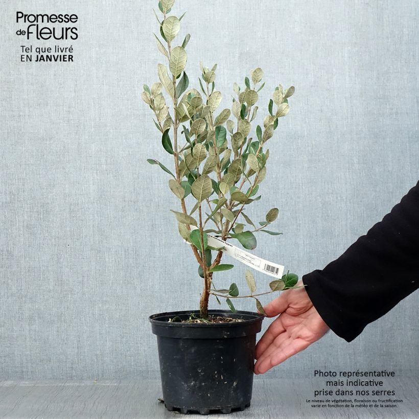 Exemplaar van Ananasguave Apollo Pot van 3 l/4 l zoals geleverd in de winter