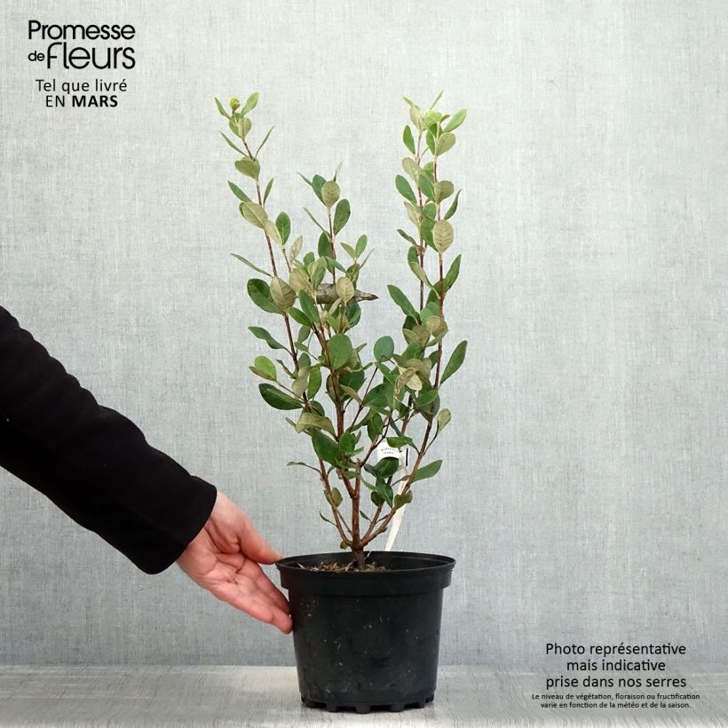 Exemplaar van Ananasguave Apollo Pot van 2 l/3 l zoals geleverd in de lente