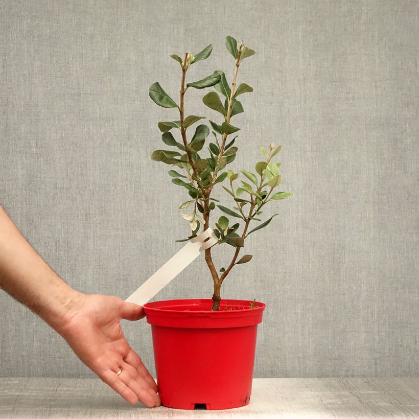 Exemplaar van Ananasguave - Acca sellowiana Mammoth Pot van 3 l/4 l zoals geleverd in de zomer