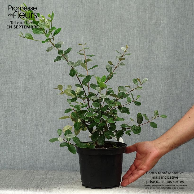 Exemplaar van Ananasguave Triumph - Pot van 3 l/4 l zoals geleverd in de herfst