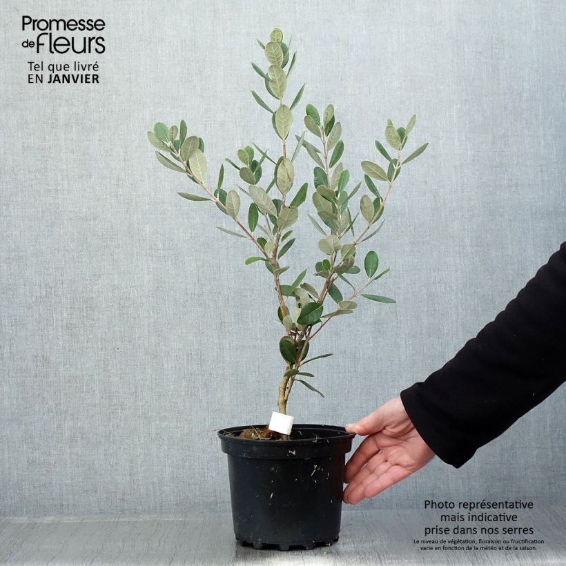 Exemplaar van Ananasguave Triumph - Pot van 3 l/4 l zoals geleverd in de winter