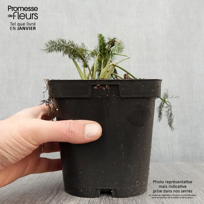 Example of Foeniculum vulgare Giant Bronze - Venkel Pot van 2 l/3 l as you get in hiver