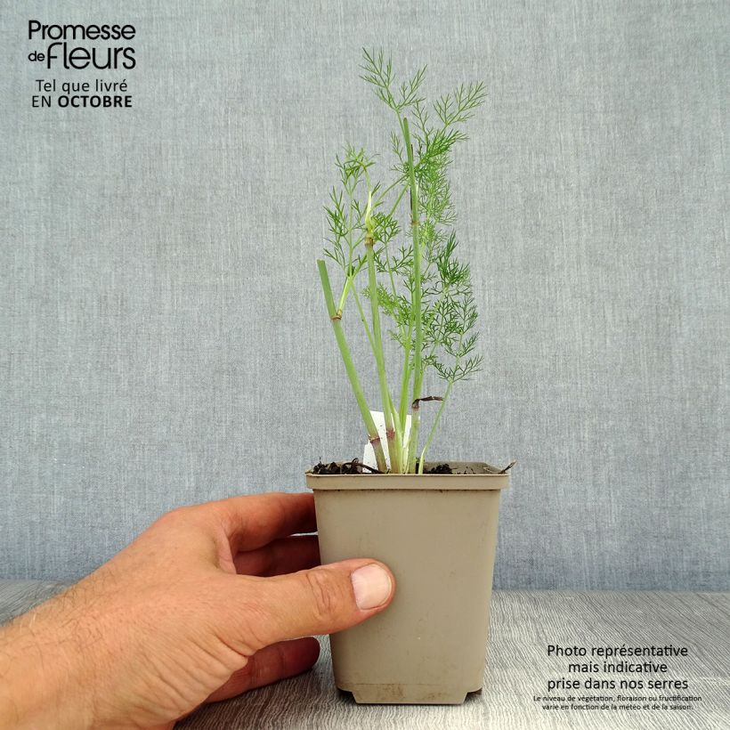Exemplaar van Venkel - Foeniculum vulgare Kweekpotje van 7/8 cm zoals geleverd in de herfst