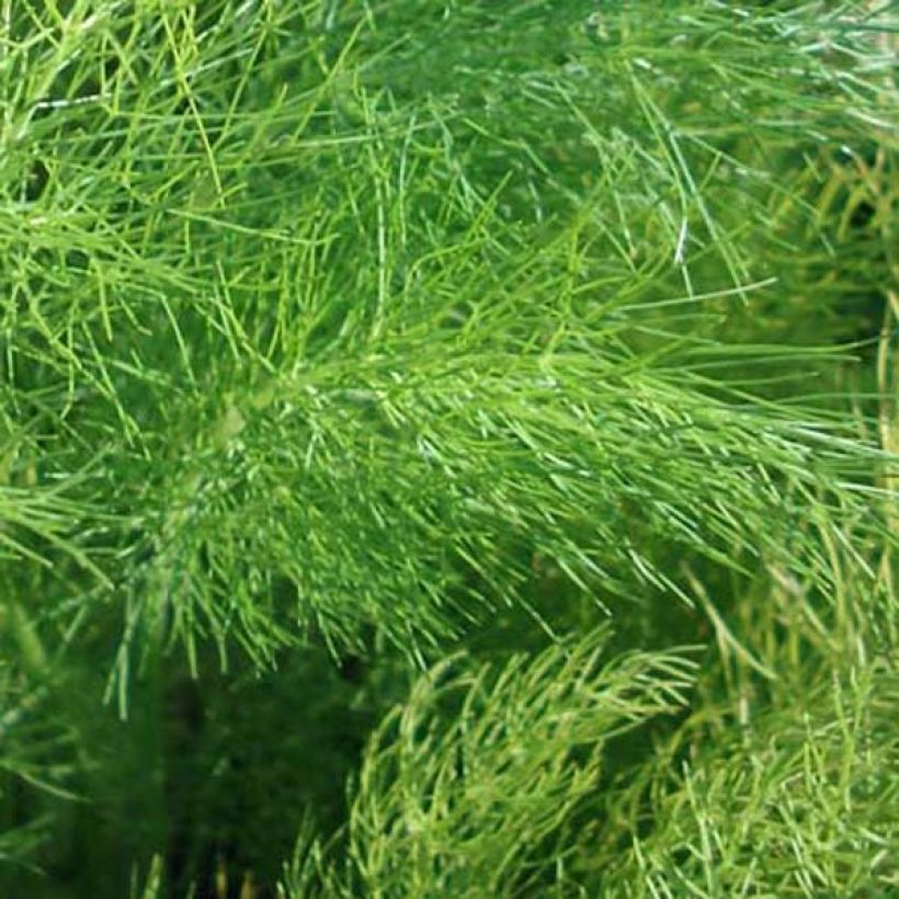 Venkel - Foeniculum vulgare (Foliage)