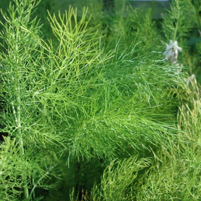 Venkel - Foeniculum vulgare (Plant habit)