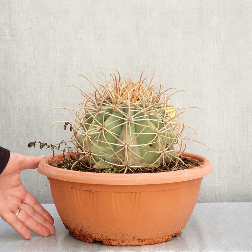 Exemplaar van Ferocactus emoryi - Vatcactus Inhoud 7,5 l / 10 l zoals geleverd in de herfst