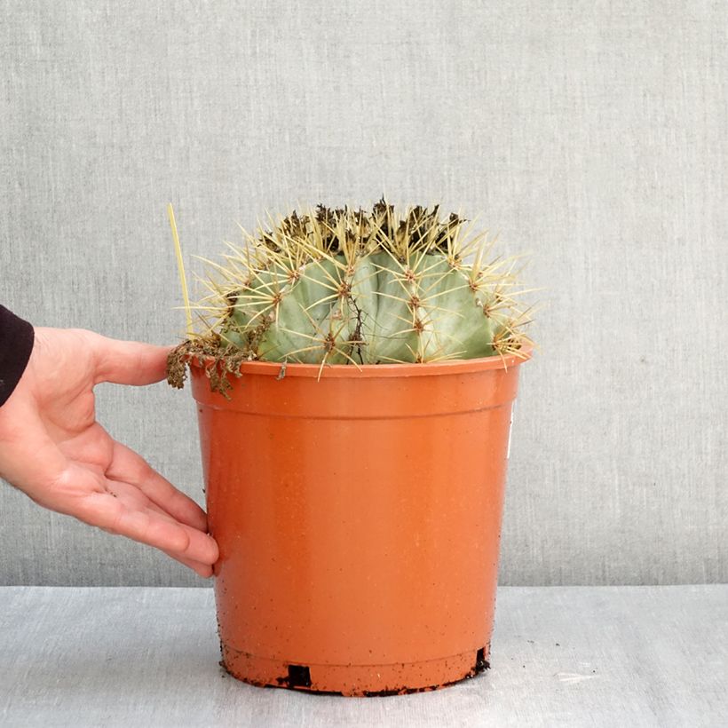 Exemplaar van Ferocactus glaucescens - Vatcactus Pot van 4 l/5 l zoals geleverd in de herfst