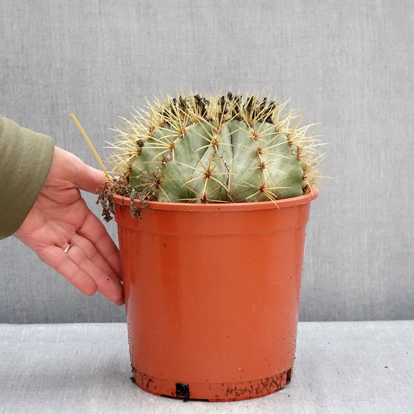 Example of Ferocactus glaucescens - Cactus tonneau Pot van 4 l/5 l as you get in hiver