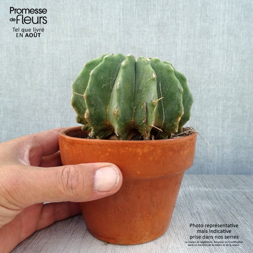 Exemplaar van Ferocactus glaucescens Inermis - Vatcactus Pot van 12 cm / 13 cm zoals geleverd in de zomer
