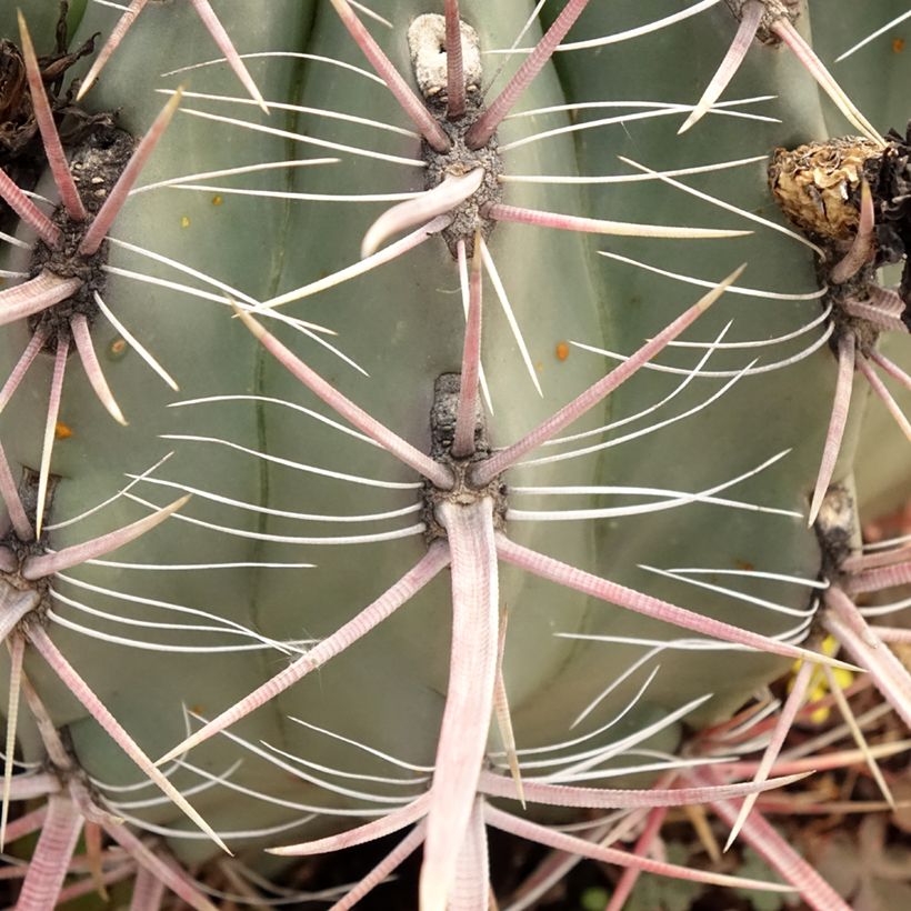 Ferocactus gracilis coloratus - Vatcactus (Blad)