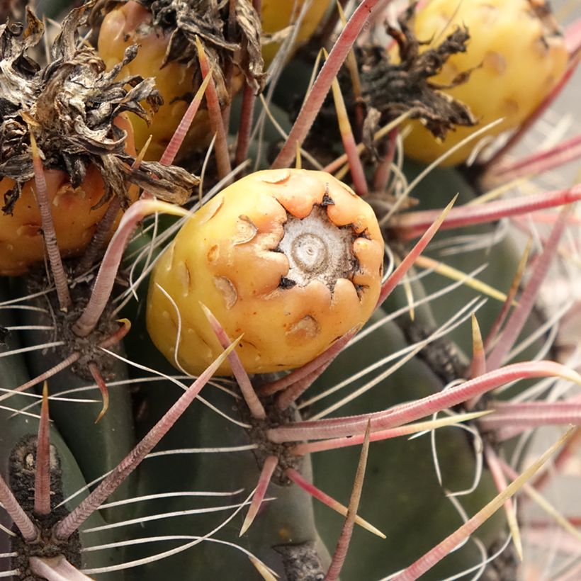 Ferocactus gracilis coloratus - Vatcactus (Oogst)