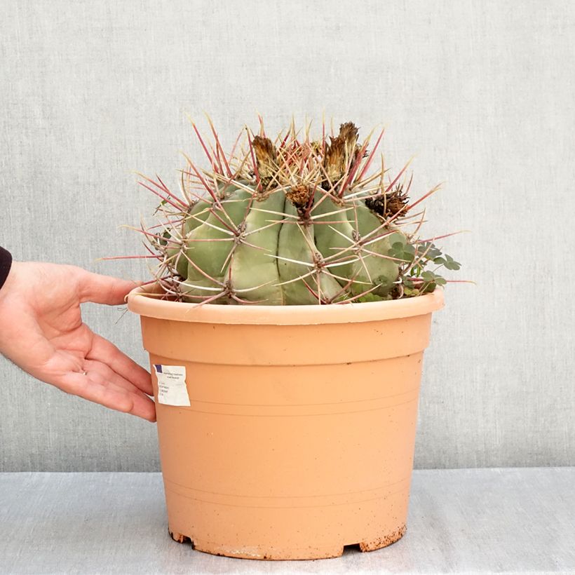 Exemplaar van Ferocactus gracilis coloratus - Vatcactus Inhoud 7,5 l / 10 l zoals geleverd in de herfst