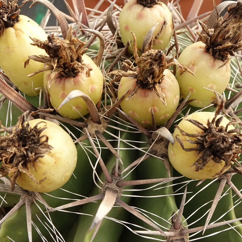Ferocactus horridus - Vatcactus (Oogst)