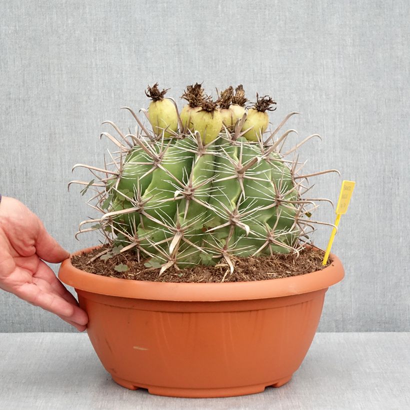 Example of Ferocactus horridus - Cactus tonneau Inhoud 7,5 l / 10 l as you get in hiver