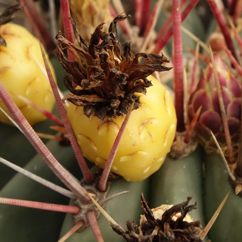 Ferocactus rectispinus - Vatcactus (Harvest)