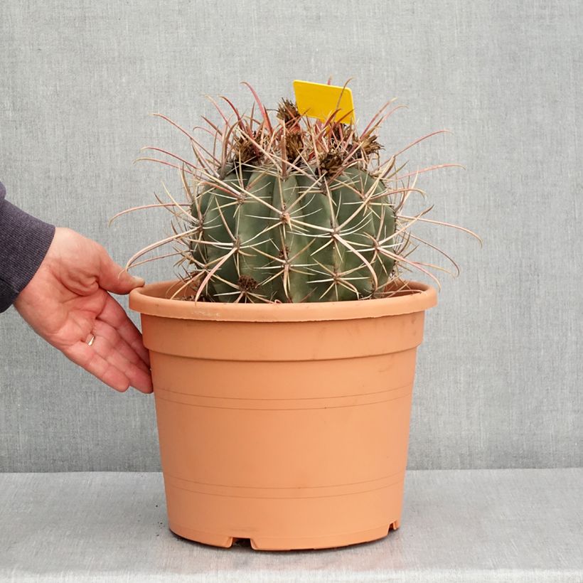 Example of Ferocactus rectispinus - Cactus tonneau Pot van 7,5 l/10 l as you get in hiver
