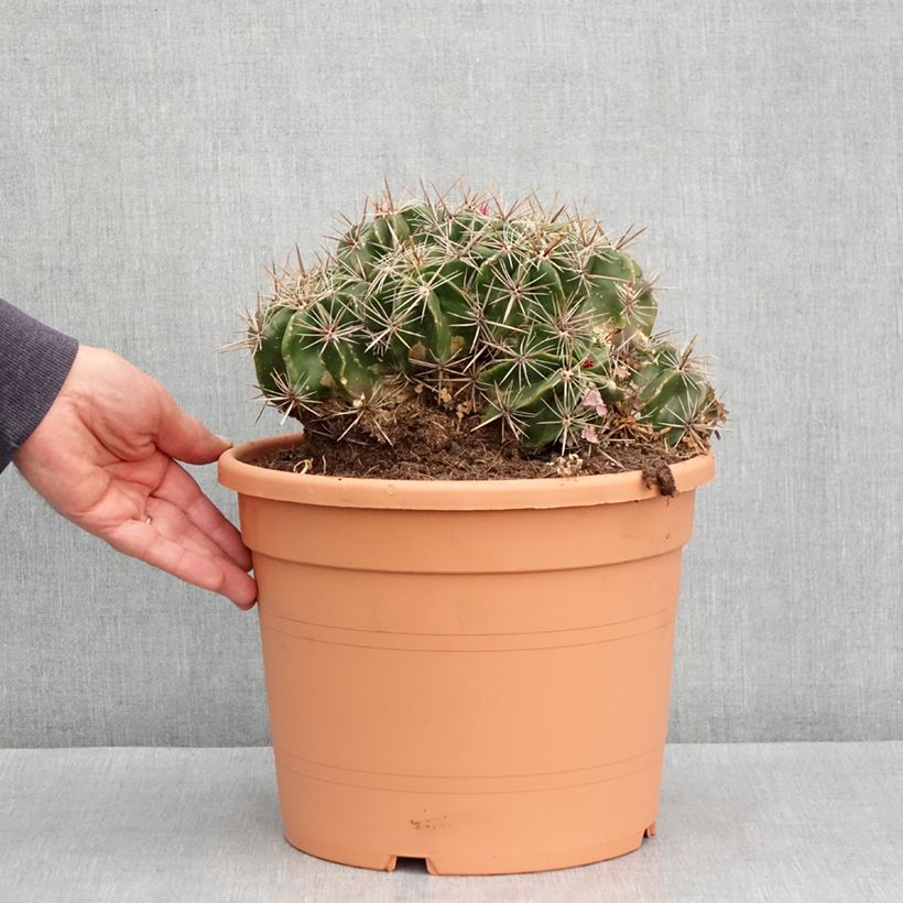 Example of Ferocactus robustus - Cactus tonneau Pot van 7,5 l/10 l as you get in hiver