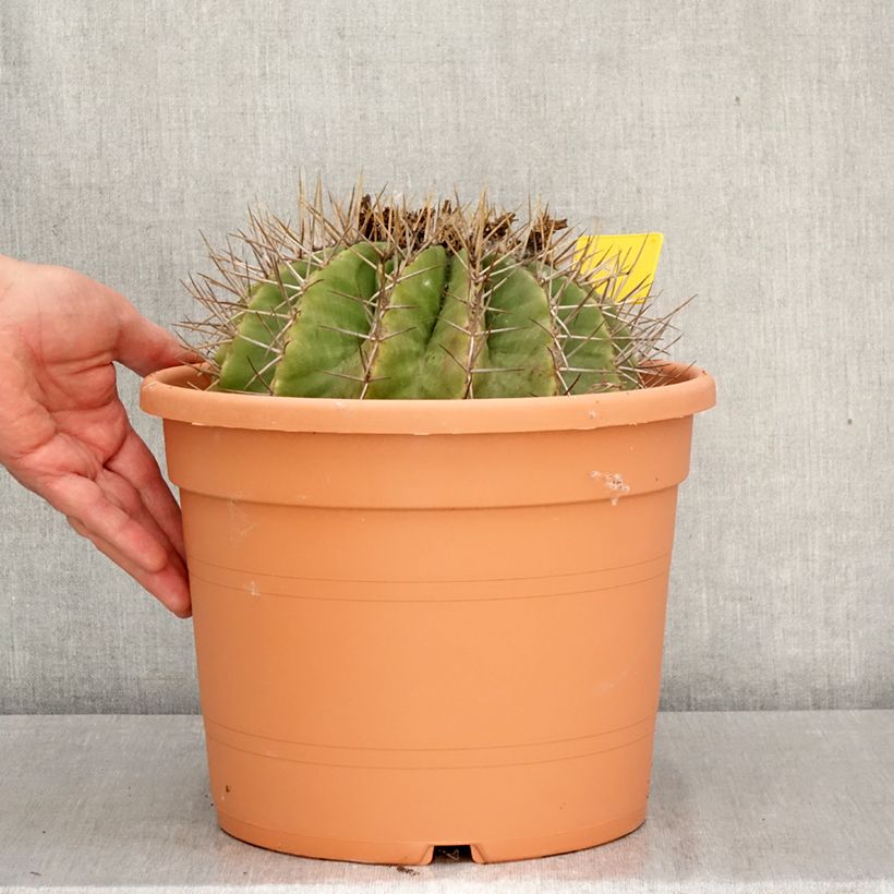 Exemplaar van Ferocactus schwarzii - Vatcactus Pot van 7,5 l/10 l zoals geleverd in de lente