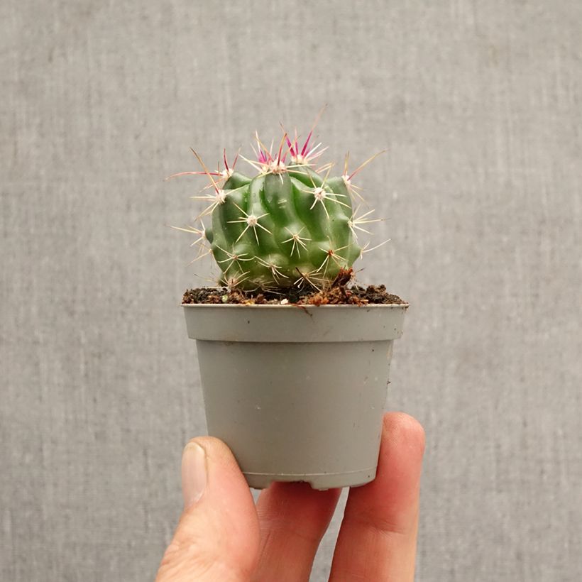Exemplaar van Ferocactus stainesii - Vatcactus Mini-kamerplanten zoals geleverd in de lente