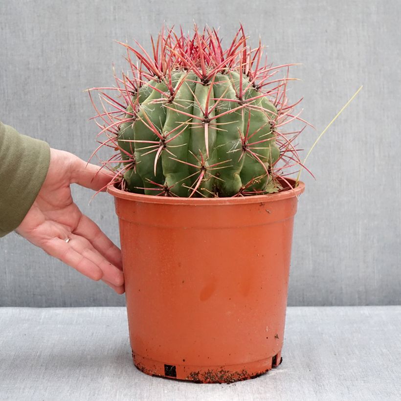 Example of Ferocactus stainesii - Cactus  Pot van 4 l/5 l as you get in hiver