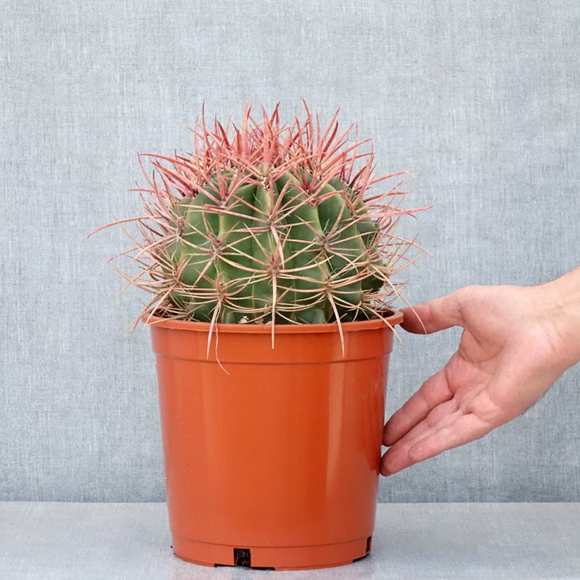 Exemplaar van Ferocactus stainesii - Vatcactus Pot van 4 l/5 l zoals geleverd in de lente