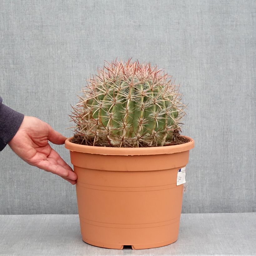 Exemplaar van Ferocactus stainesii pilosus - Vatcactus Pot van 7,5 l/10 l zoals geleverd in de lente