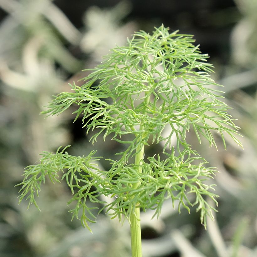 Ferula communis - Reuzenvenkel (Blad)