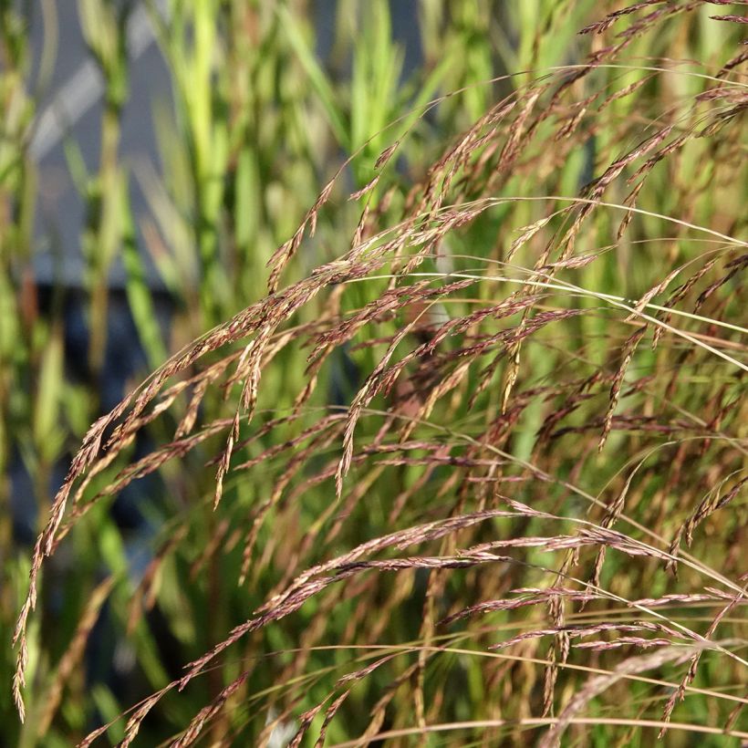 Festuca amethystina - Zwenkgras (Bloei)