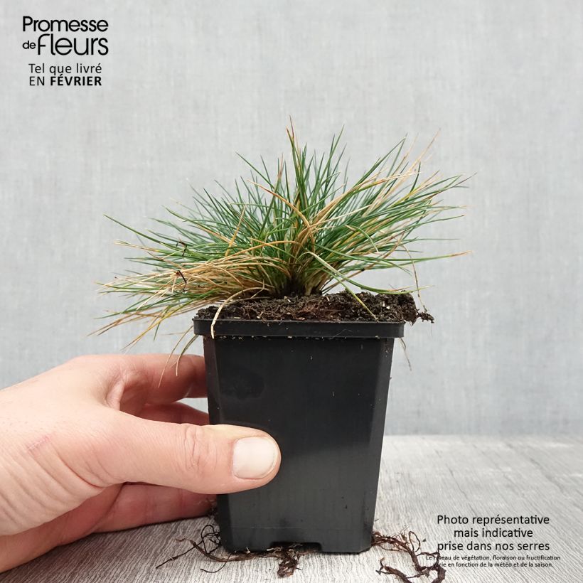 Example of Festuca Intense Blue - Fétuque bleue Kweekpotje van 8/9 cm as you get in hiver