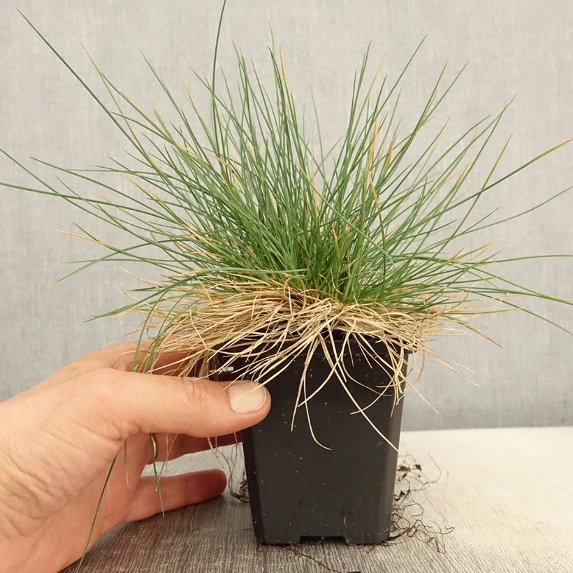 Exemplaar van Festuca glauca Intense Blue - Blauw schapengras Kweekpotje van 8/9 cm zoals geleverd in de lente