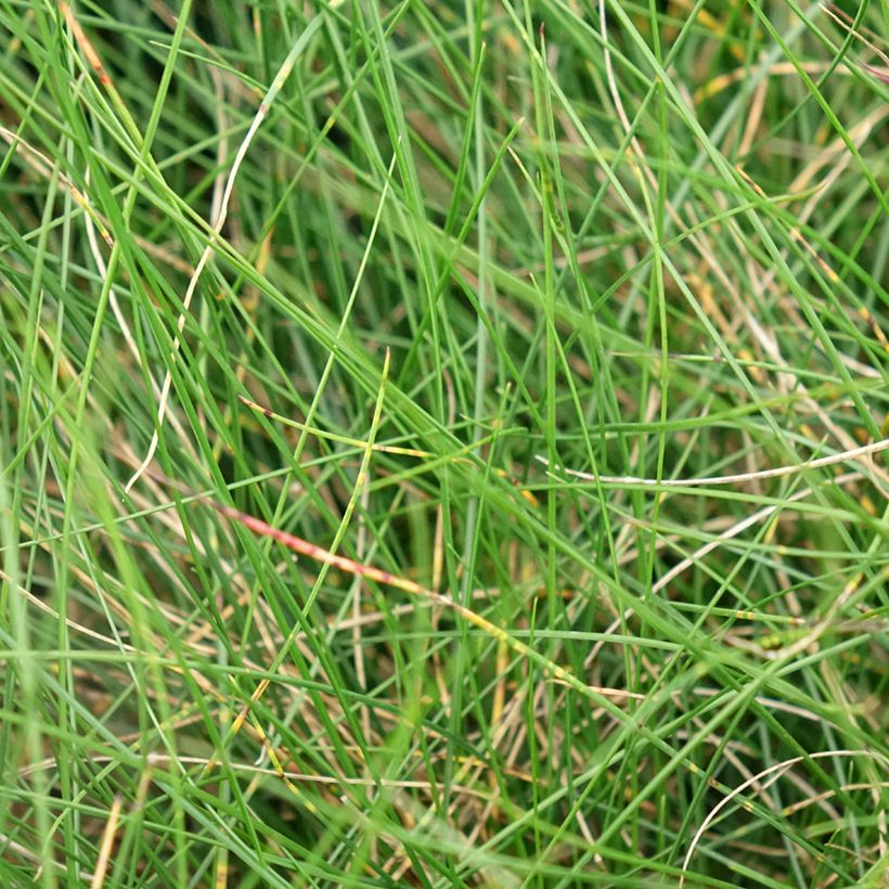 Festuca glauca Sunrise (zaad) - Blauw schapengras (Blad)