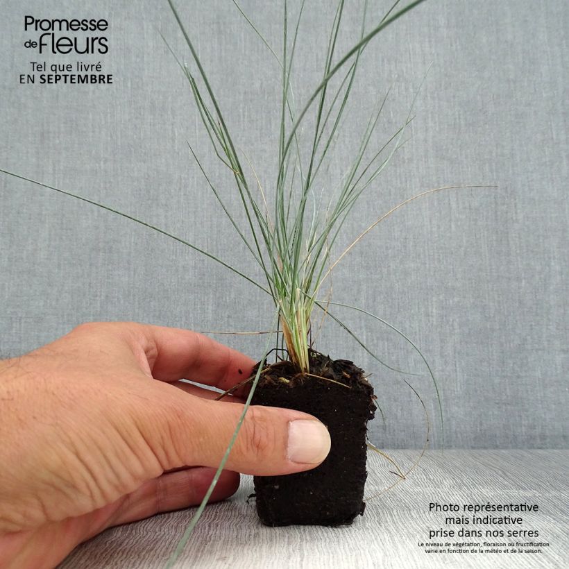 Exemplaar van Festuca glauca Easy Blue - Blauw schapengras Mini-mot Ø 3/4 cm zoals geleverd in de herfst