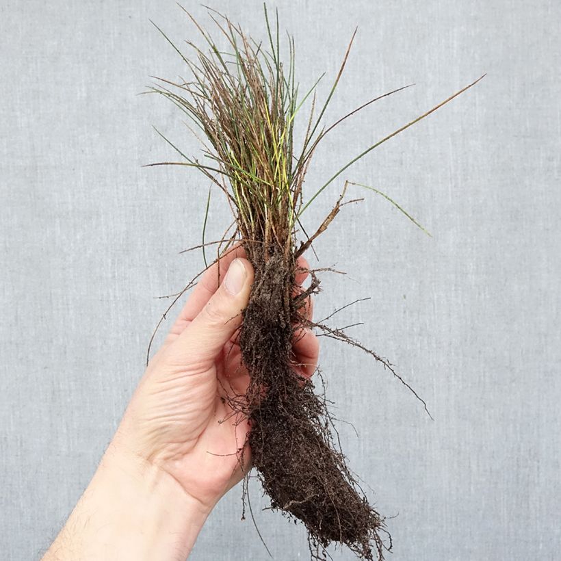 Exemplaar van Festuca glauca Elijah Blue - Blauw schapengras Naakte wortel zoals geleverd in de winter