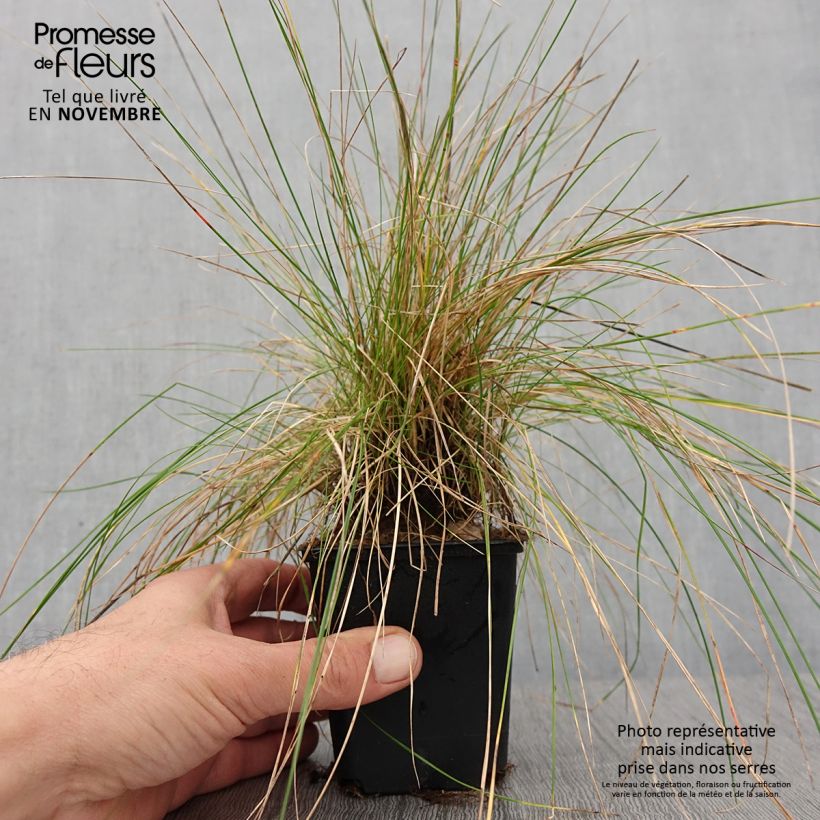 Exemplaar van Festuca ovina - Schapengras Kweekpotje van 8/9 cm zoals geleverd in de herfst