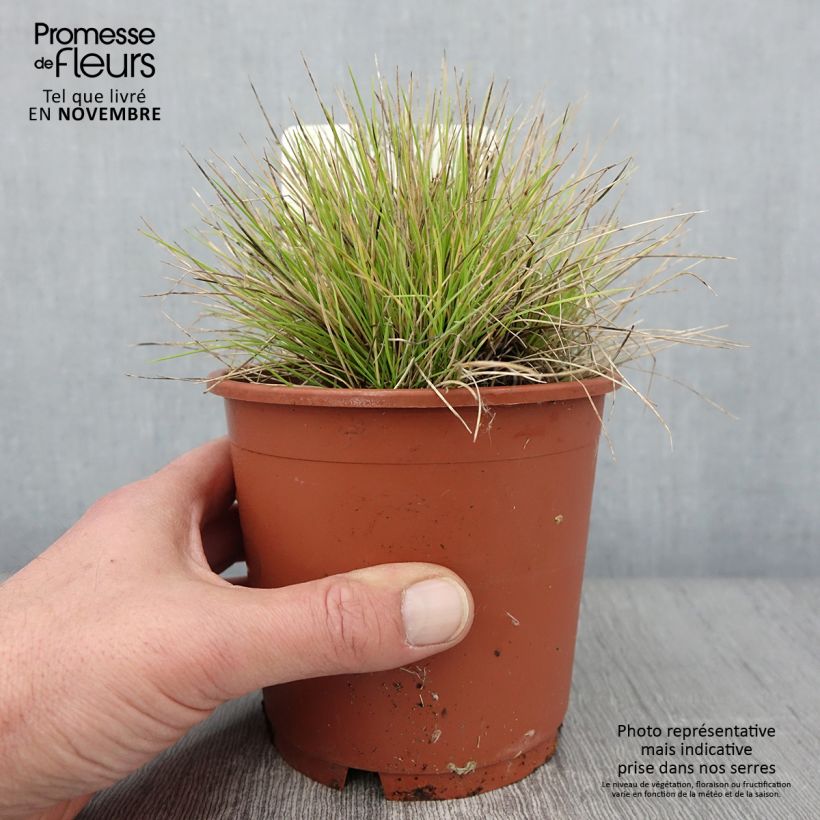 Exemplaar van Festuca glauca Golden Toupee - Blauw schapengras Pot van 1 l/1,5 l zoals geleverd in de herfst
