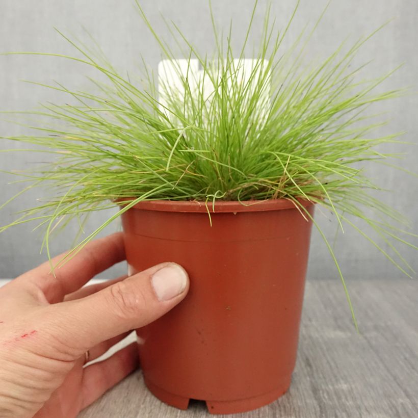 Exemplaar van Festuca glauca Golden Toupee - Blauw schapengras Pot van 1 l/1,5 l zoals geleverd in de lente