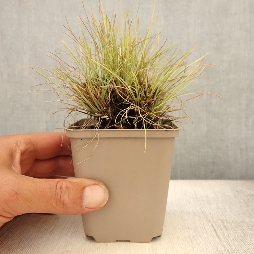 Exemplaar van Festuca glauca Golden Toupee - Blauw schapengras Kweekpotje van 8/9 cm zoals geleverd in de zomer